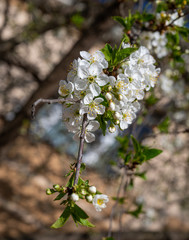 White flowers on the tree branches. Branches of blossoming tree