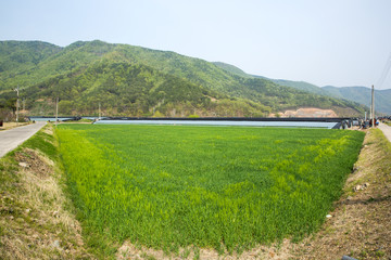 Barley field in Miryang-si, South Korea.
