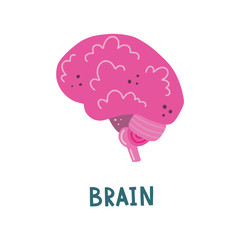 Vector isolated illustration of brain, cerebellum, brain stem with hand lettering. Medical poster. Cute flat illustration of human internal organs.