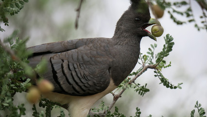 Turaco bird with golden seed in beak. Go away bird, 