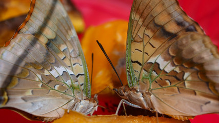 butterflies sitting on orange fruit sucking juice. butterflies of Mombasa 