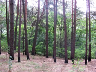 Obraz premium Forest