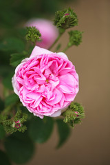 ピンク色のバラ（Chapeau de Napoleon)