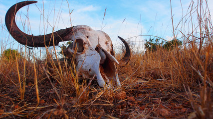 Wildebeest skull and horns in yellow grass