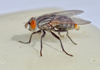 Fly On Flypaper