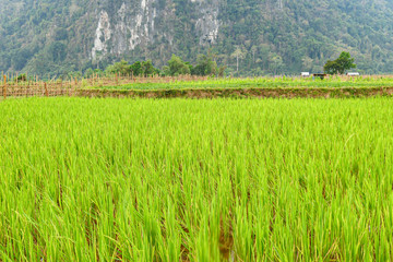Obraz premium Green rice field in the mountains in front of big rock.