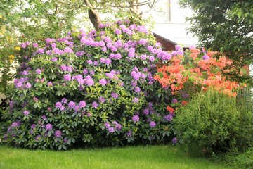 Fototapeta premium Rhododendron