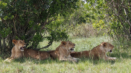 Three lions in the shade under a bush on African plains