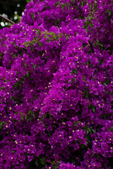 Flores y hojas violetas en la naturaleza