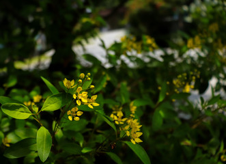 Yellow Flowers Blooming in the Sunlight