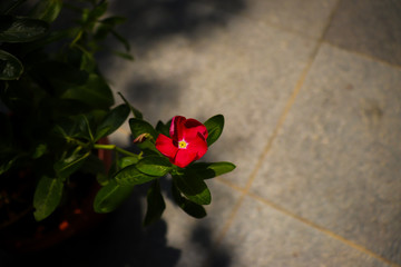 Red Flower Bloomin in the Sunlight
