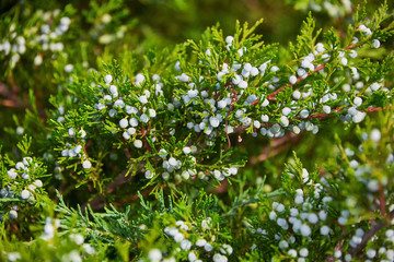 The berries of the evergreen juniper branches. Juniper berries close-up.