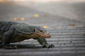 Large Malayan Water Monitor Walking About