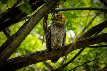 Spotted Wood Owl on a Branch