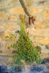 ancient country cuisine, traditional cuisine, ingredients, agricultural and hunting products: thyme