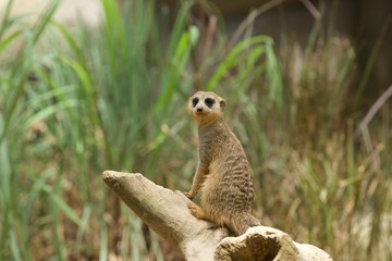 Meerkat on a Rock Looking Out