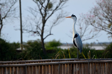 Garza mora parada sobre tarima de madera en los Esteros del Iber&aacute;
