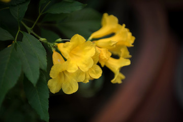 Obraz premium Yellow bell