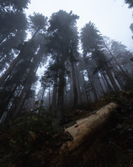 fog forest - 339578560