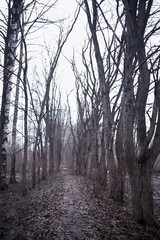 Fototapeta premium early spring in the forest / trees without leaves, snow melts, gray sad forest park in spring