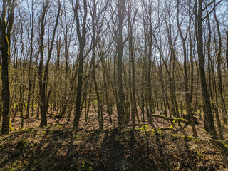 Moorwald mit toten Bäumen und Wasser 