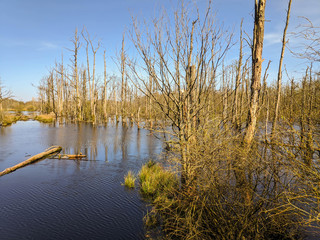 Moorwald mit toten Bäumen und Wasser 