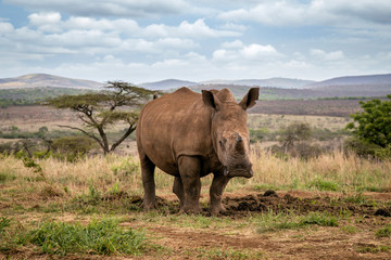 A young rhino grazing through the African wilderness, with mountains and storm clouds visible in the background.