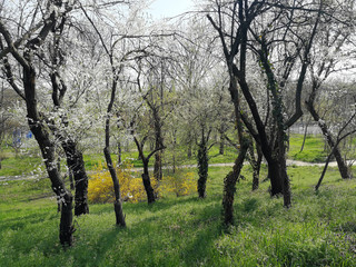 blooming blossoming trees in a park in spring