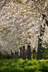 Bl&uuml;hende Kirschallee, Kirschbl&uuml;te, Obstbl&uuml;te im Fr&uuml;hjahr / cherry tree blossom in spring