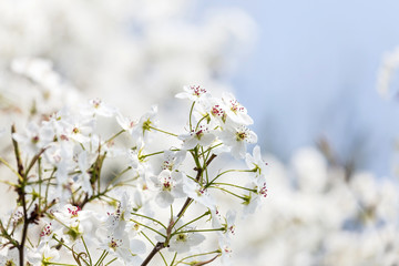 Pear flowers in the park in spring
