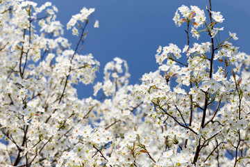 Pear flowers in the park in spring