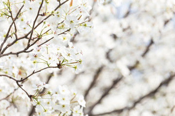 Pear flowers in the park in spring
