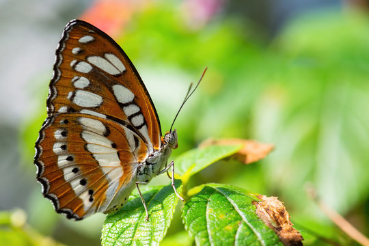 Common Sergeant - Athyma perius, beautiful brown and white butterfly from Southeast Asian meadows and woodlands, Malaysia.