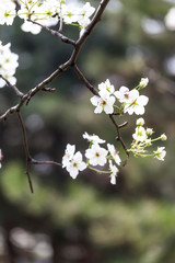 Pear flowers in the park in spring