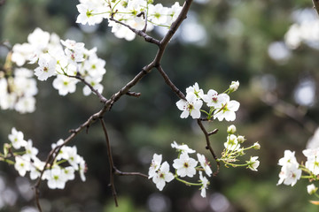 Pear flowers in the park in spring
