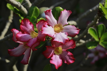 Obraz premium flor del desierto