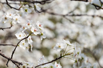 Pear flowers in the park in spring