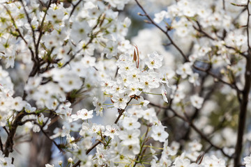 Pear flowers in the park in spring