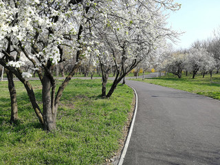 Obraz premium blooming blossoming trees in a park in spring
