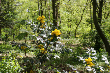 Yellow blooming Mahonia aquifolium, the Oregon grape, on a sunny spring day in a park in Berlin. It's an evergreen shrub, in the family Berberidaceae