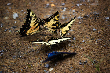 butterflies on the ground
