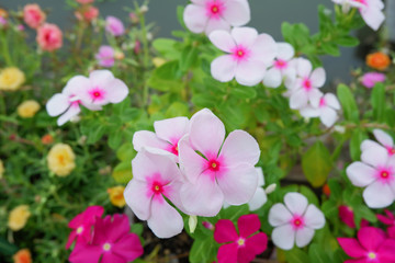 Fototapeta na wymiar Colorful madagascar periwinkle flower plant.