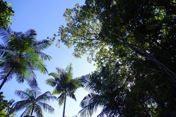Céu Azul - Palmeira - Árvores
