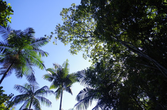 C&eacute;u Azul - Palmeira - &Aacute;rvores
