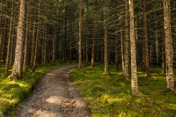 Path heading deep into the forest