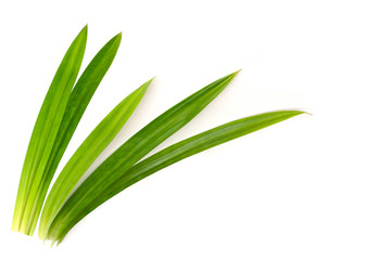 pandan leaves  isolated on white background with clipping path. 