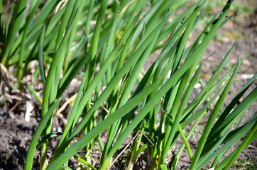 green onions in the beds home garden