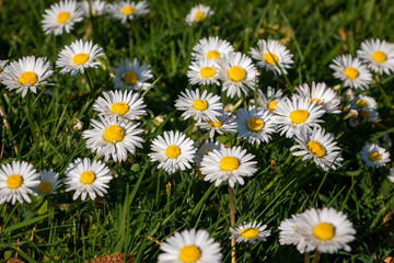 Daisies in the grass, beautiful white small flowers that bloom in mass between the grass in the spring
