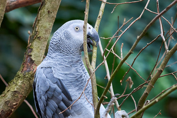 Grey parrot climbing branch (Psittacus erithacus) Congo African grey parrot