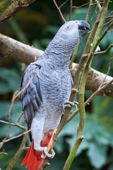 Grey parrot climbing branch (Psittacus erithacus) Congo African grey parrot